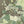 Detail crop of Forest Glade World Push Pin Map showing map colors, labels, and cartographic detail