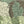 Detail crop of Forest Ridge US Push Pin Map showing map colors, labels, and cartographic detail